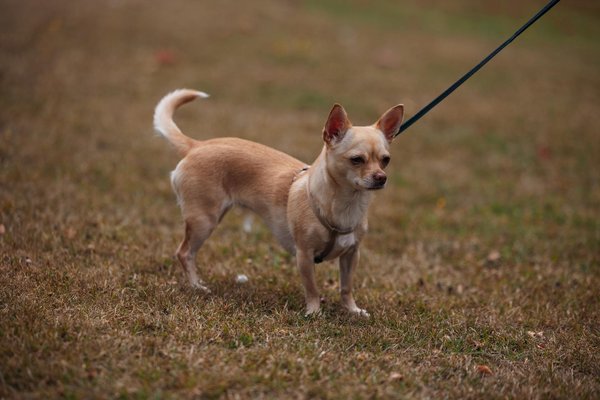 Wie kÃ¶nnen StÃ¤dte durch die FÃ¶rderung von FahrrÃ¤dern nachhaltiger werden?